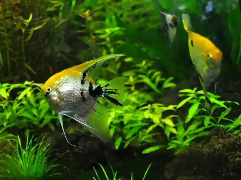 Two fish with water plants