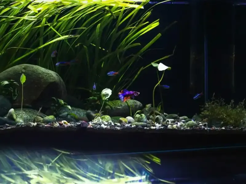 Fish in aquarium