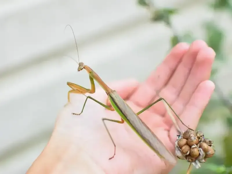 Green praying mantis on hand