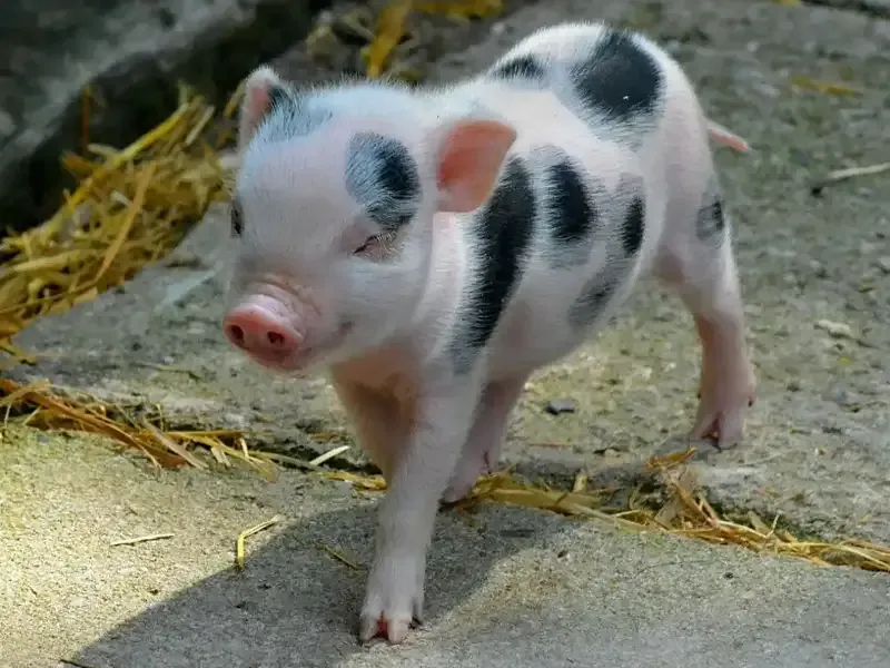 Funny little teacup pig