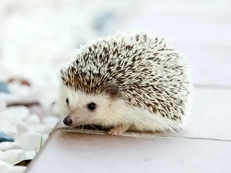 African pygmy hedgehog