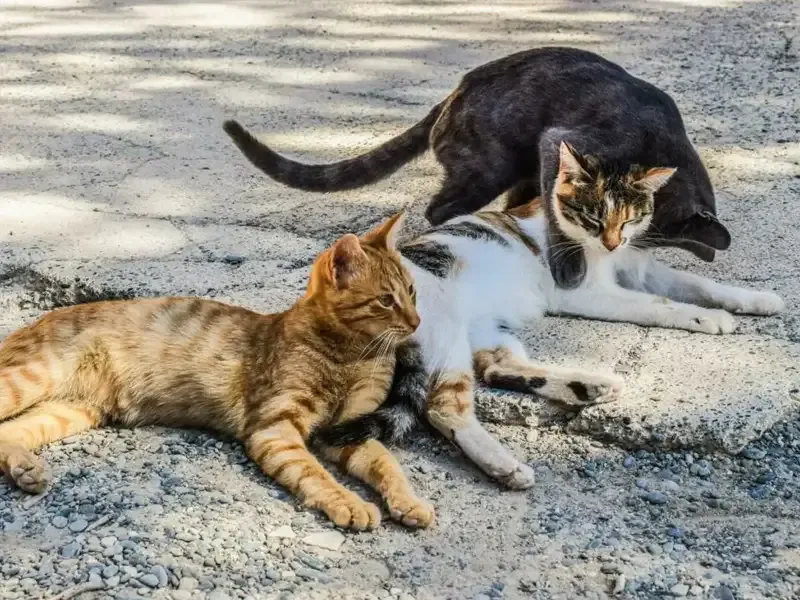 3 cats lying outside