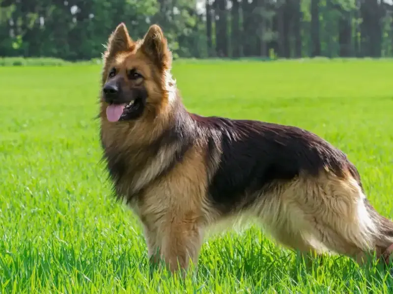 German shepherd on a meadow