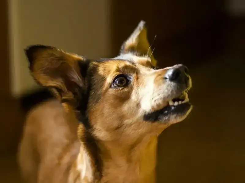 dog looking interested