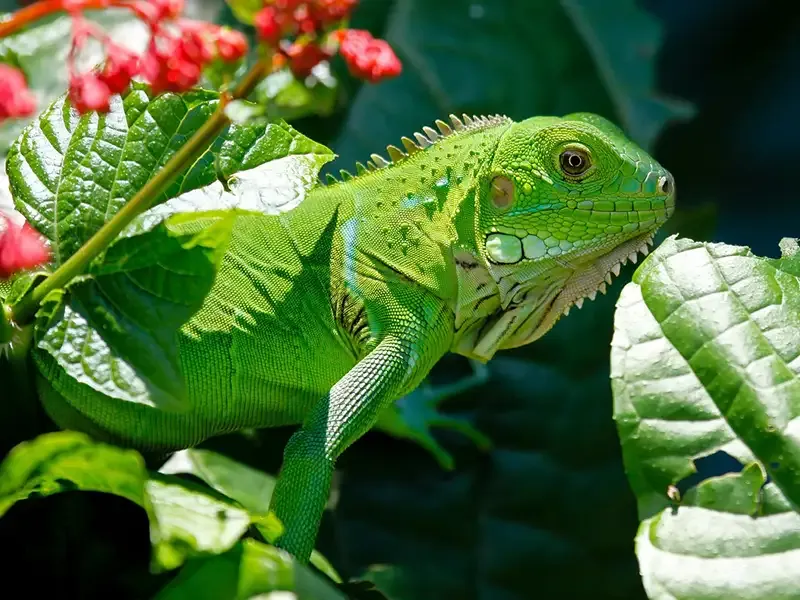 Green iguana