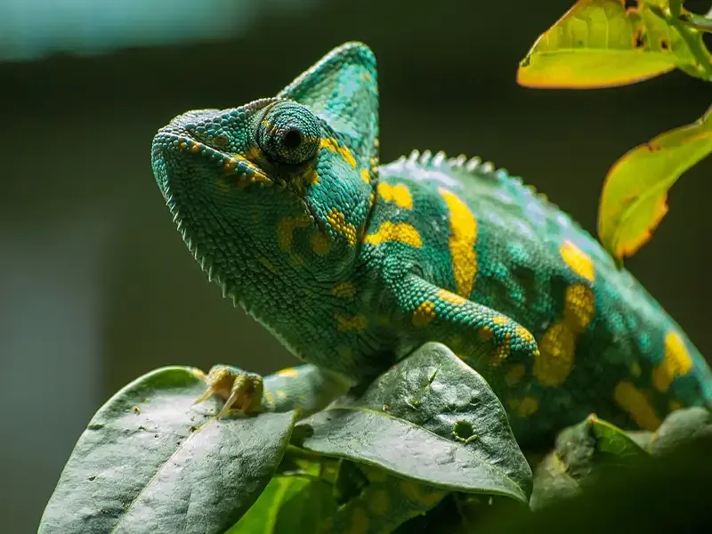 Chameleon
