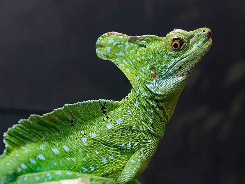Helmeted basilisk