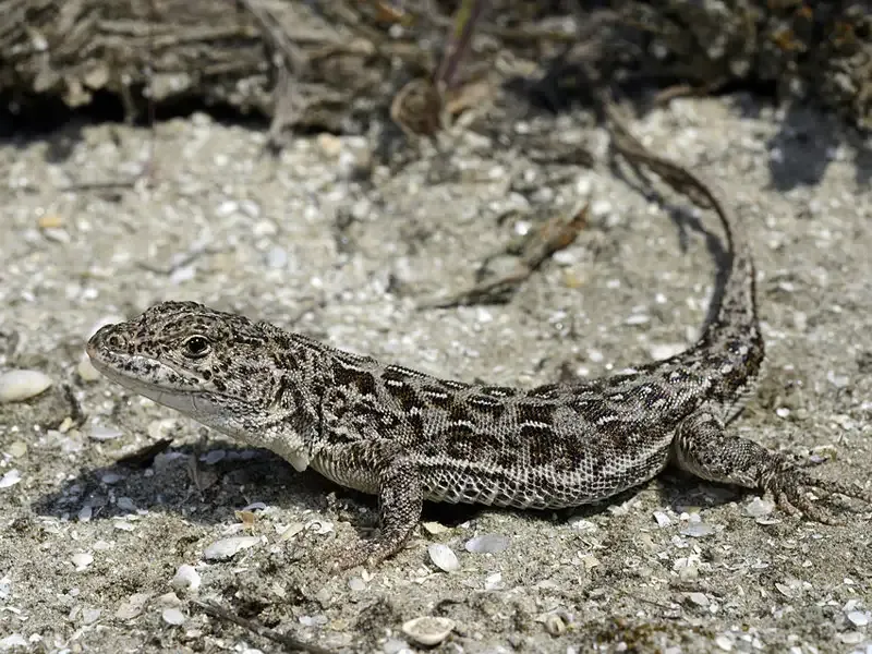 Eremias arguta