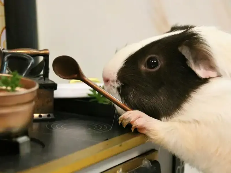 Guinea pig in the kitchen