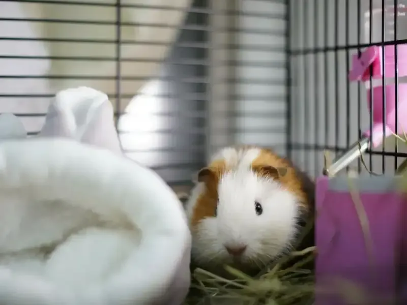 Guinea pig in enclosure