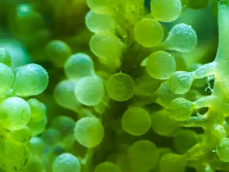 Algae macro shot
