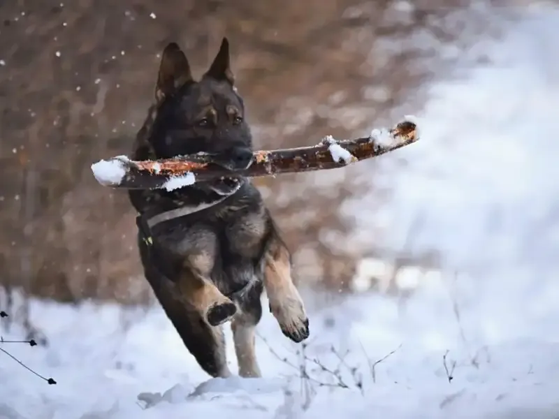 Schäferhund rennt im Schnee mit Stock im Maul