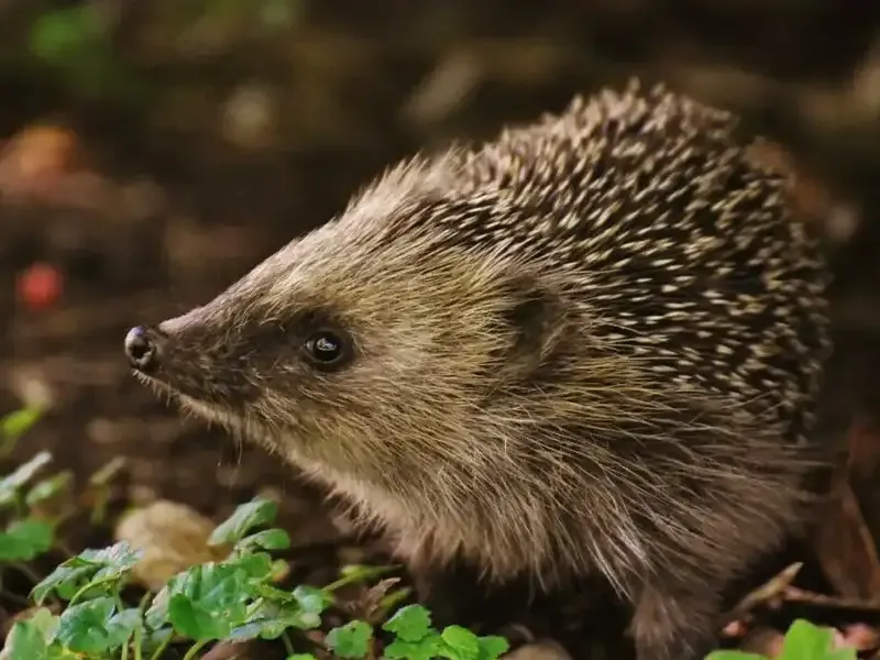 Igel im Wald