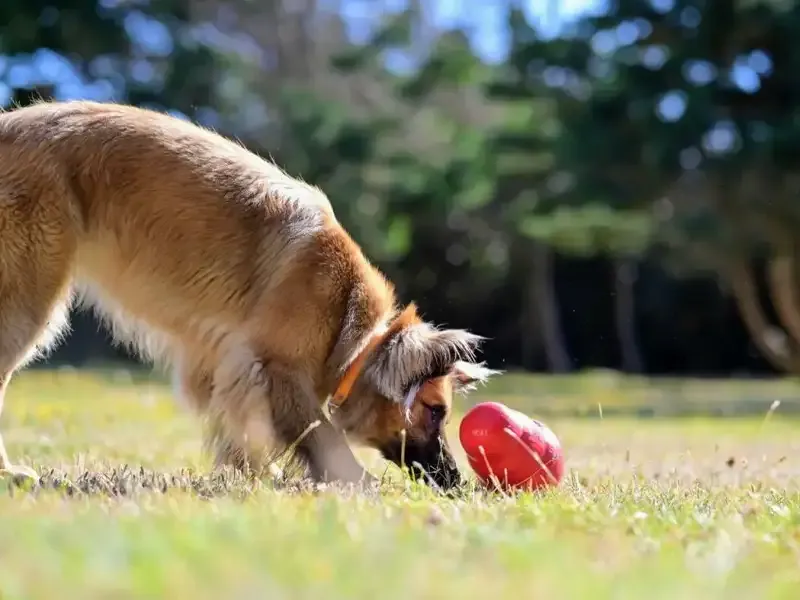 dog playing with Kong