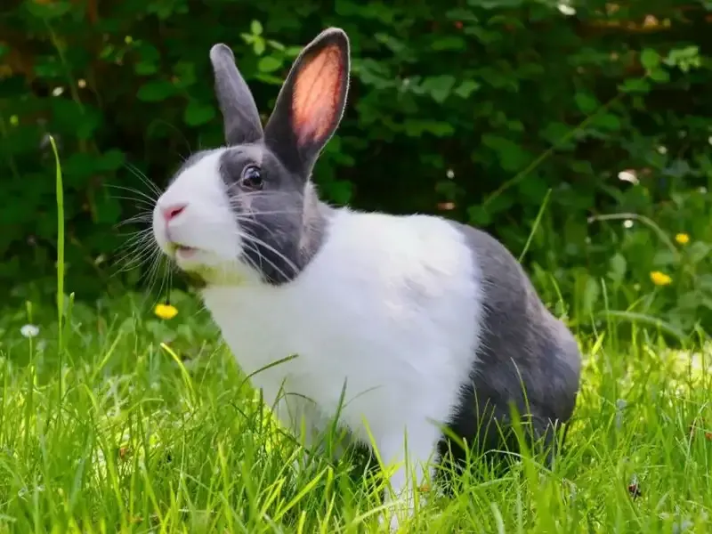 Schwarz weißes Kaninchen sitzt auf einer Wiese