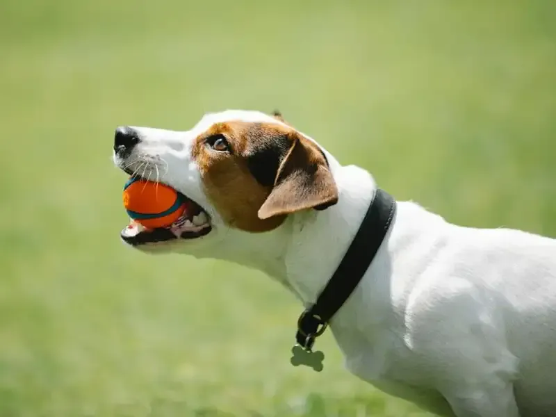 Kleiner Terrier mit rotem Ball im Maul