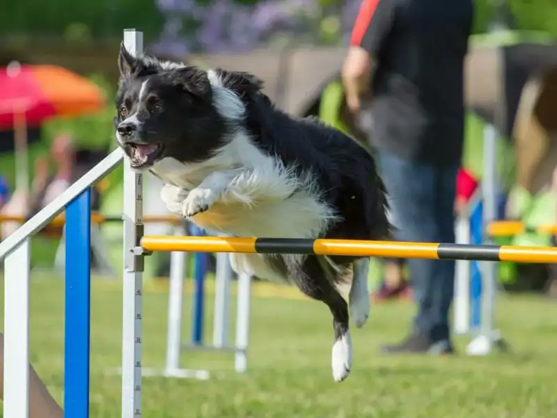 Trening agility dla psów: zabawa, radość i zręczność