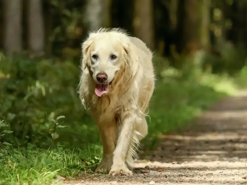 Das richtige Futter für ältere Hunde: Wie man das Gewicht im Griff behält