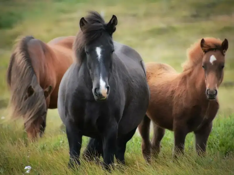 The world of horses: a journey through the diversity of horse breeds