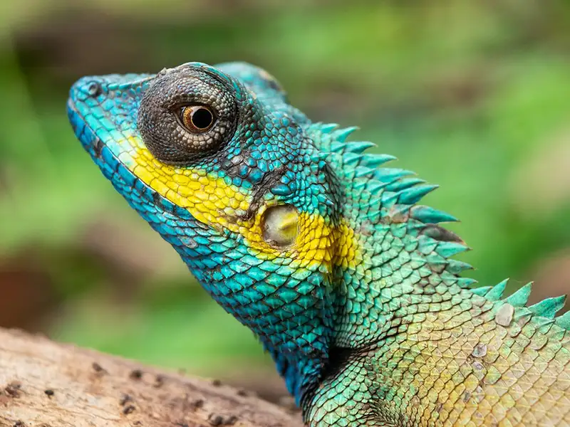 Blue salamander with yellow stripes