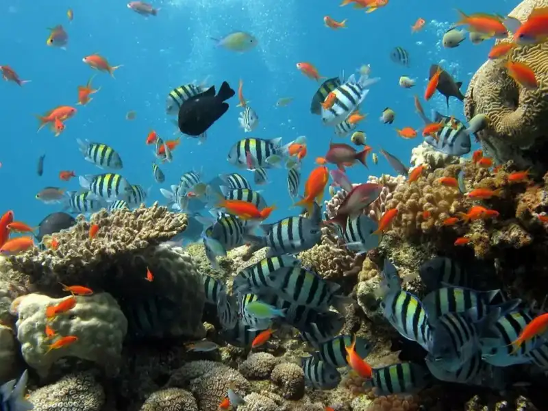 Fischfutter-Fakten: Was unsere schwimmenden Freunde wirklich essen