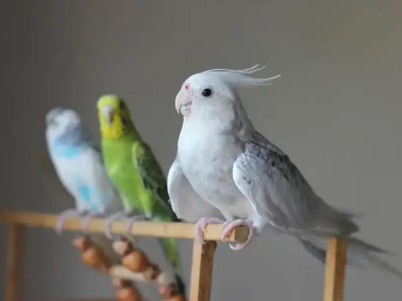 Flying Leisure: The Top Toys for Your Budgie