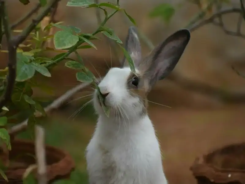 Futterbaum für Kaninchen und Meerschweinchen: Spiel, Spaß und gesunde Ernährung 