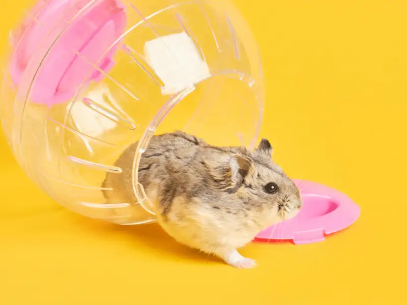 Hamsterball im Check: Was spricht dafür und was dagegen?