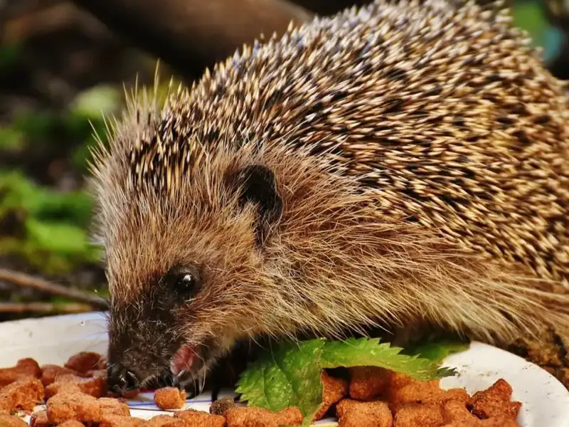 Igel richtig füttern im Garten: Ein Leitfaden für Tierfreunde