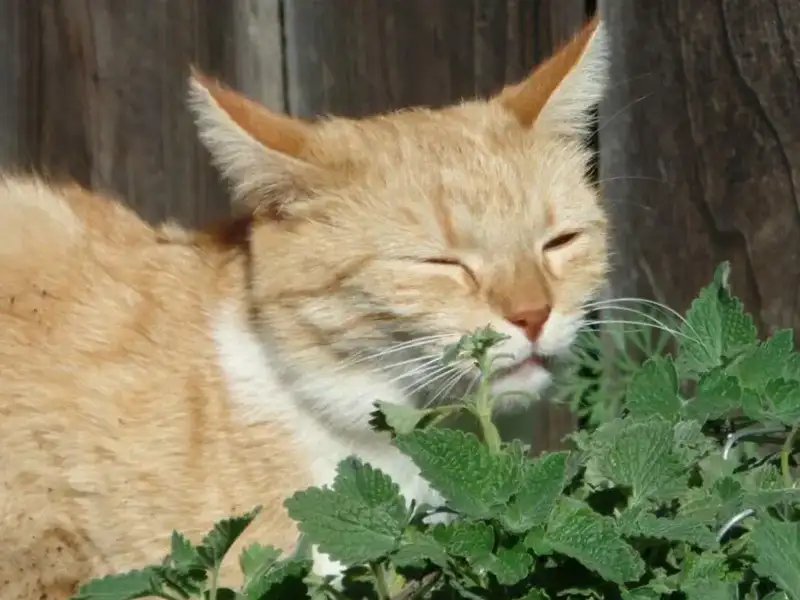 Katzenminze im Eigenanbau