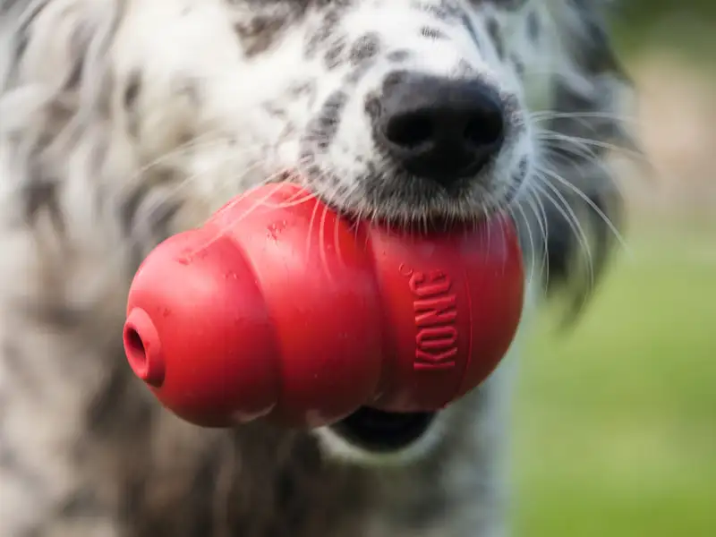 Kong Classic: Ein Spielzeug, eine Legende – Mehr als 40 Jahre Hundeglück