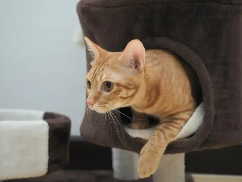 Scratching Posts: Why They Are Essential for Your Cat’s Well-being