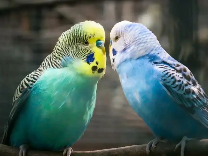 Proper Socialization: How Do I Acclimate My Budgerigar to a New Friend?