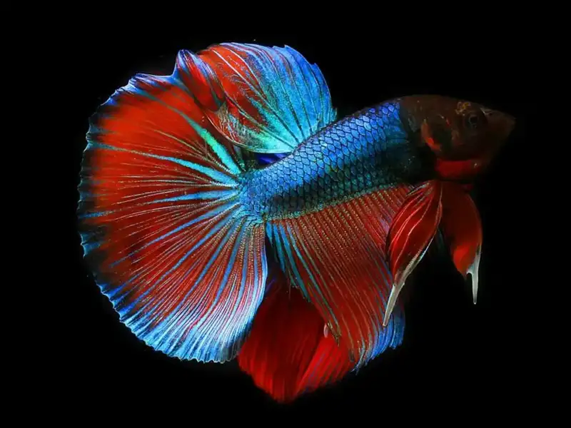 Siamese Fighting Fish: A Showstopper in Every Aquarium