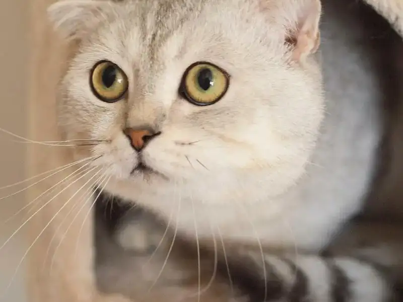 Silvesterstress bei Katzen: So erleichterst du deinem Stubentiger den Jahreswechsel