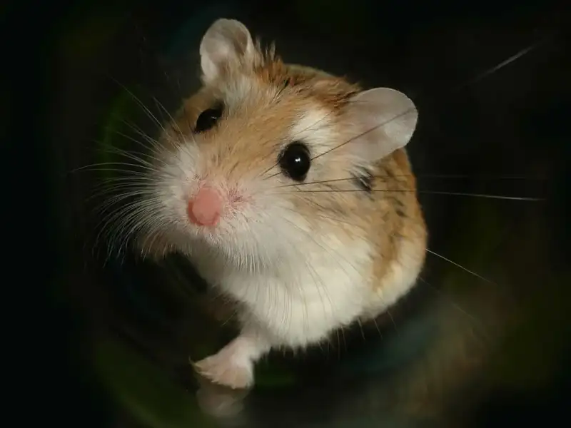 Alarmzeichen: So erkennst du, dass dein Hamster krank ist