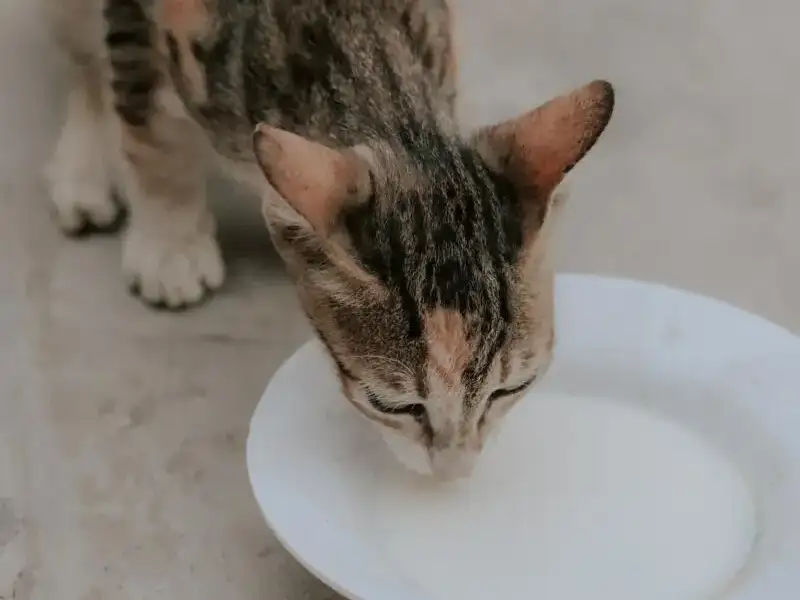 Unsichere Snacks: Diese Lebensmittel sind gefährlich für Katzen