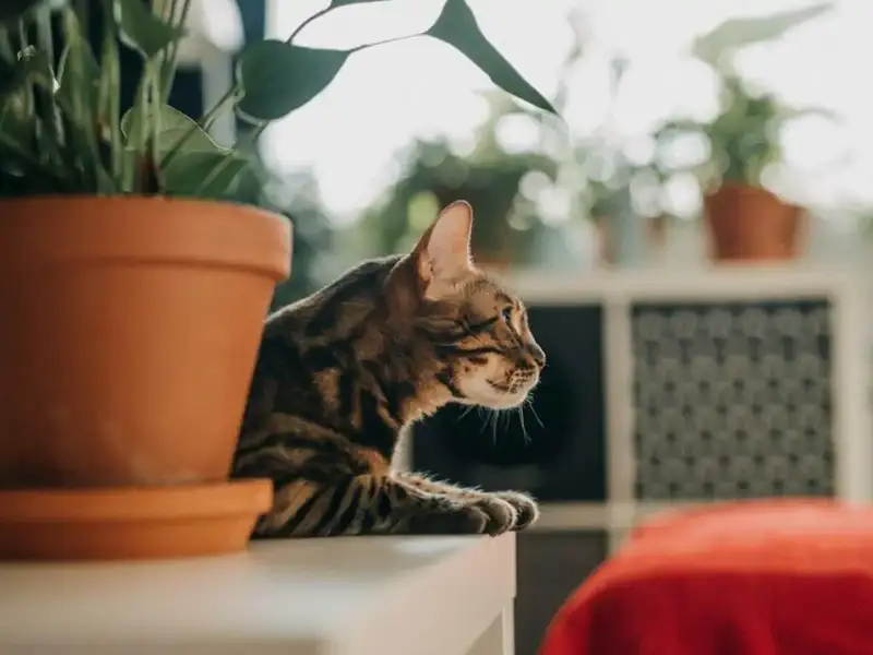 Vorsicht, giftig! Welche Hauspflanzen für Katzen gefährlich sind